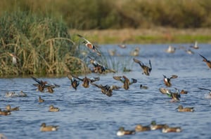 FL_DucksUnlimited_Ecology_Banner